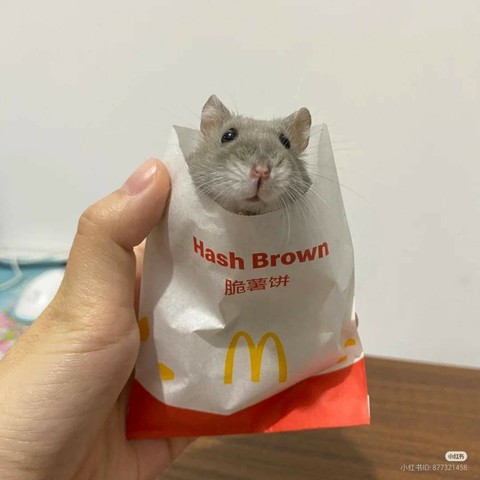mouse in a hash brown bag